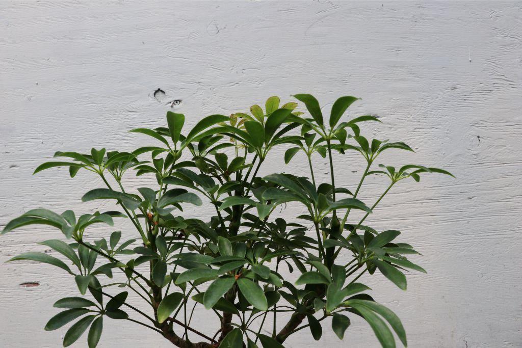 Hawaiian Umbrella Bonsai Tree