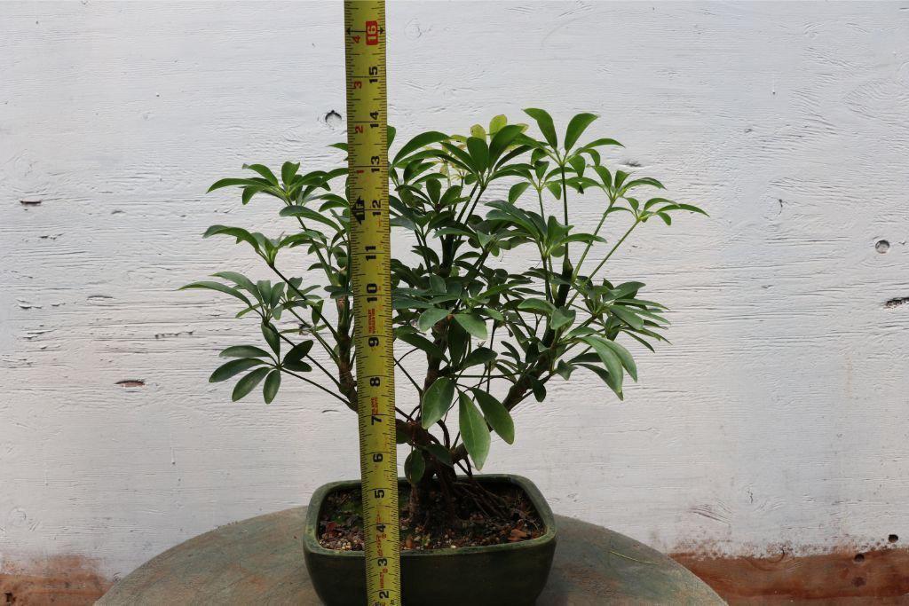 Hawaiian Umbrella Bonsai Tree