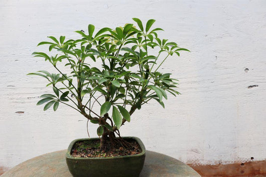 Hawaiian Umbrella Bonsai Tree