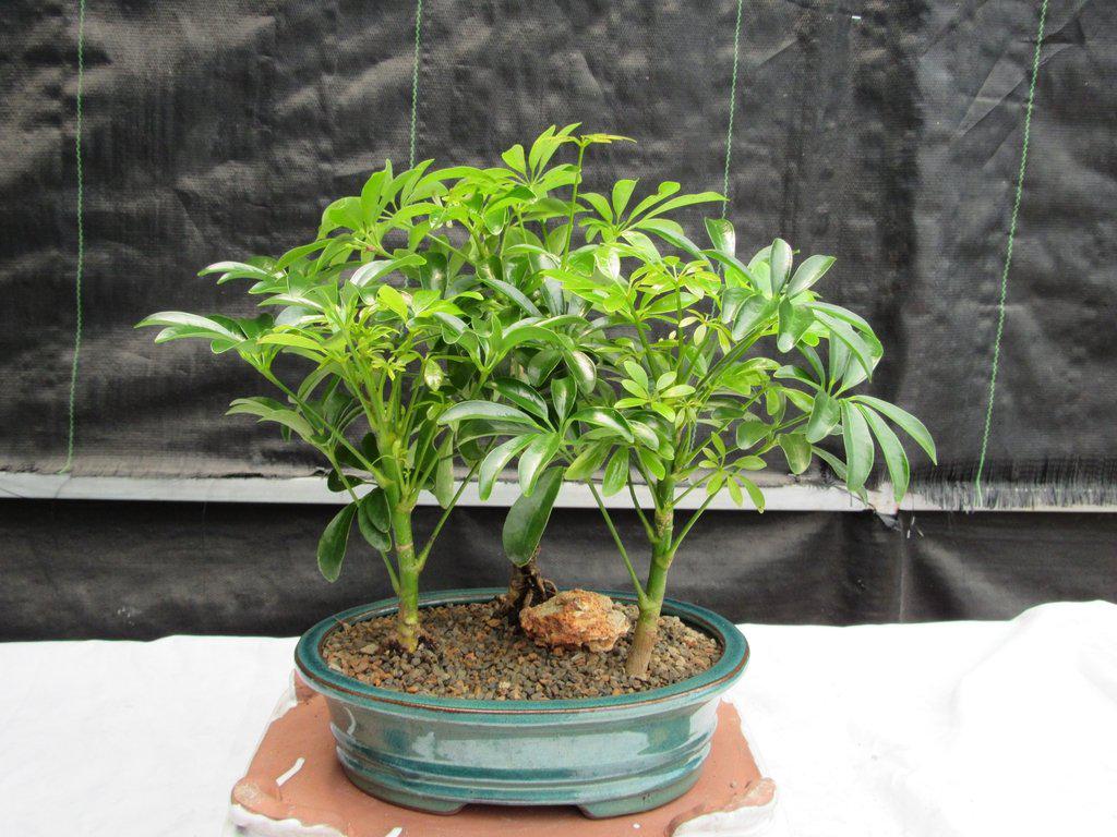 Hawaiian Umbrella Bonsai Tree Forest (3 Trees)