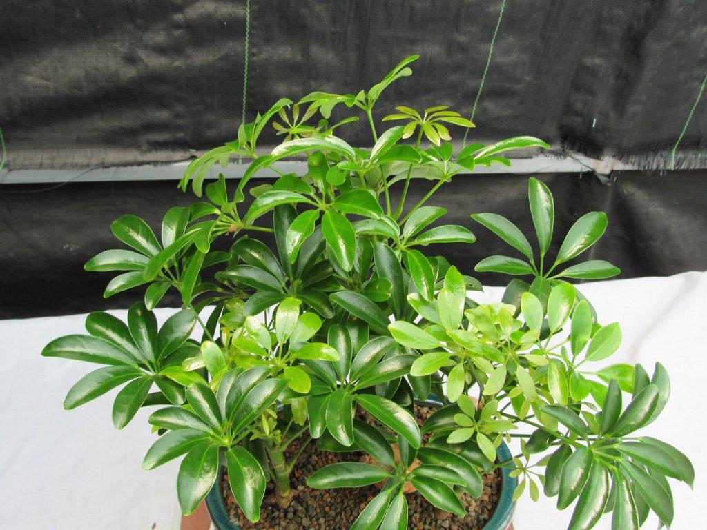 Hawaiian Umbrella Bonsai Tree Forest (3 Trees)