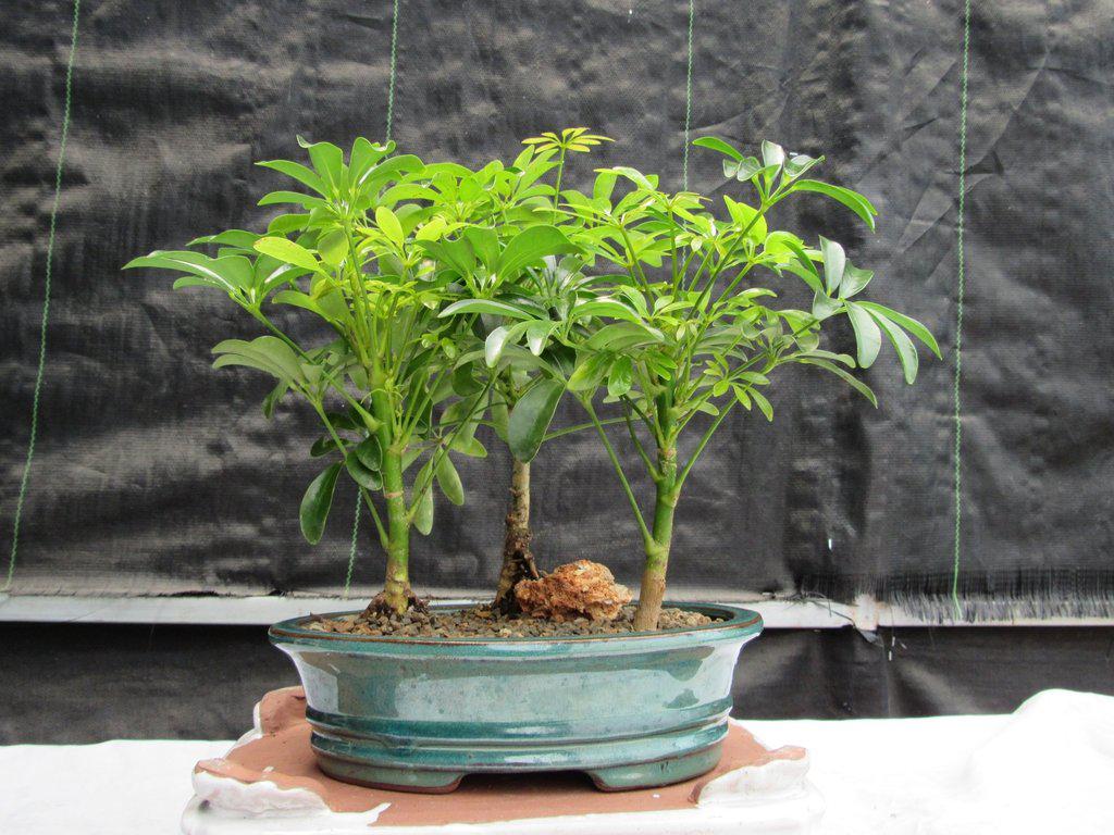 Hawaiian Umbrella Bonsai Tree Forest (3 Trees)