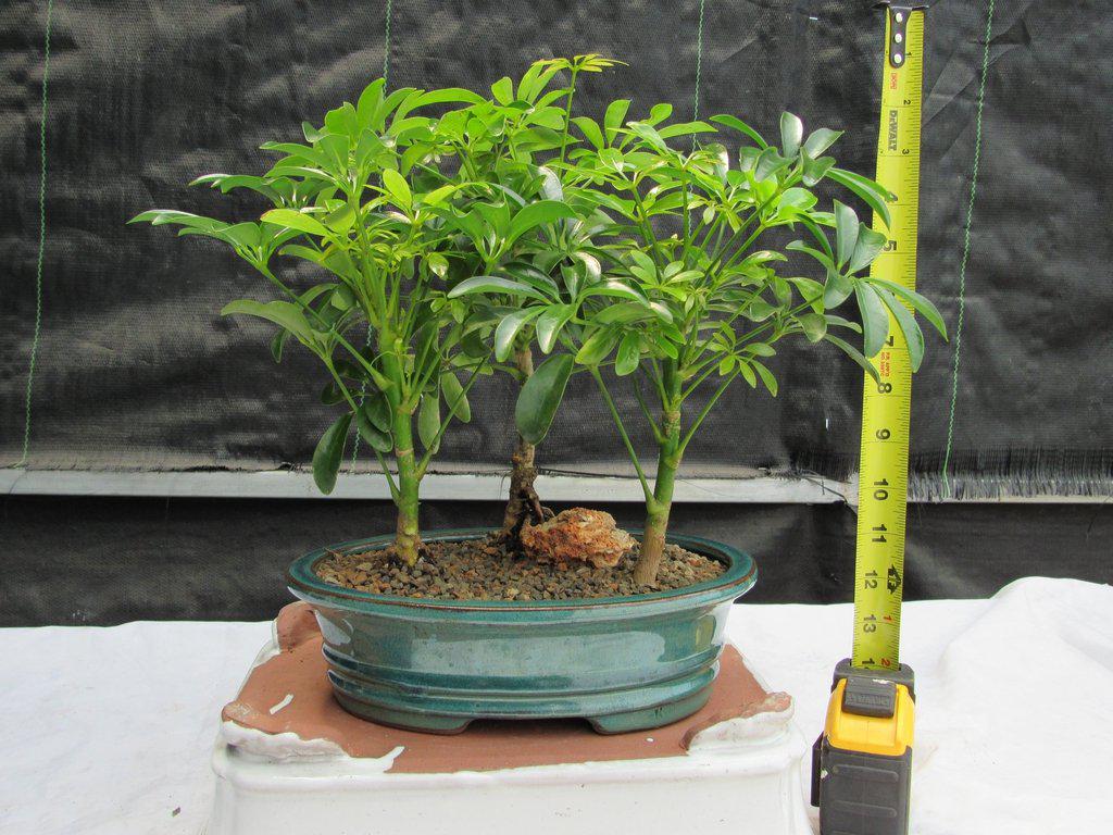 Hawaiian Umbrella Bonsai Tree Forest (3 Trees)