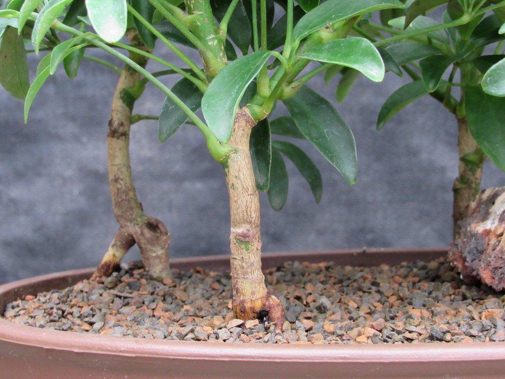 Hawaiian Umbrella Bonsai Tree Forest (5 Trees)