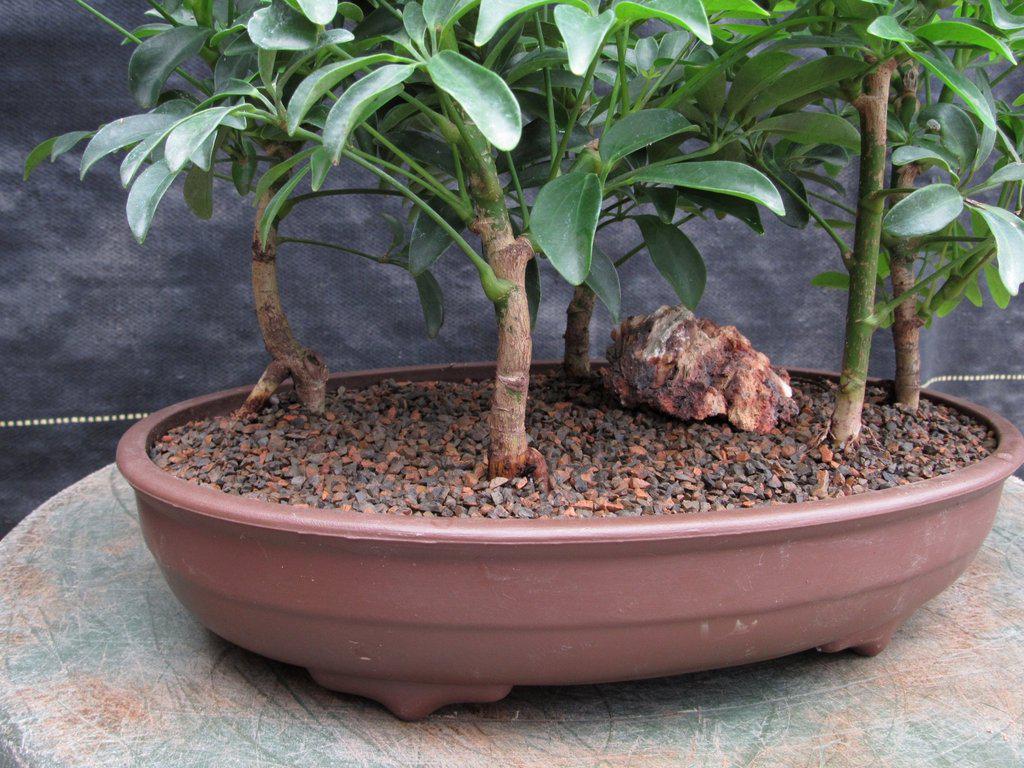 Hawaiian Umbrella Bonsai Tree Forest (5 Trees)