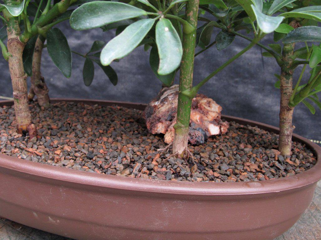 Hawaiian Umbrella Bonsai Tree Forest (5 Trees)