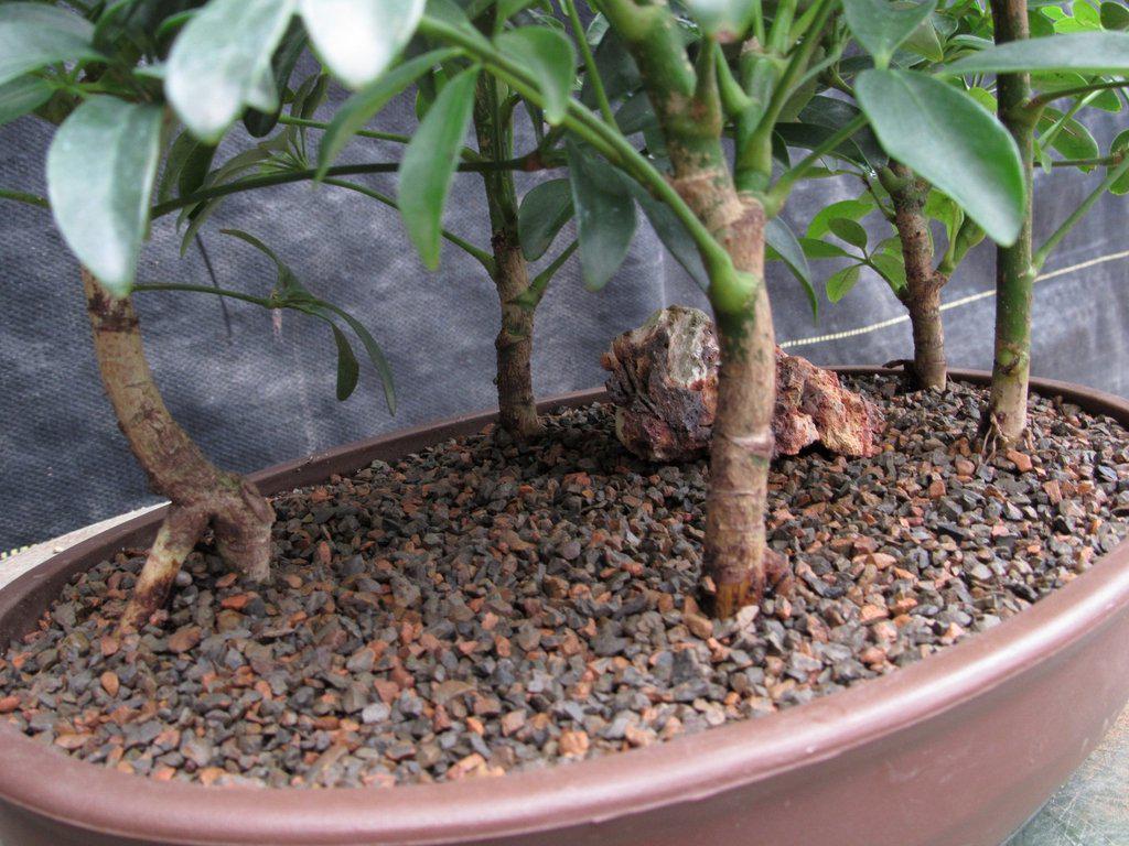 Hawaiian Umbrella Bonsai Tree Forest (5 Trees)