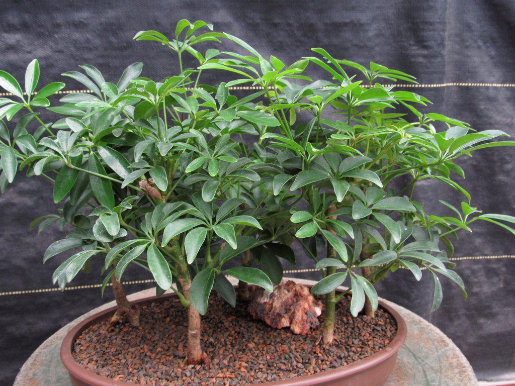 Hawaiian Umbrella Bonsai Tree Forest (5 Trees)