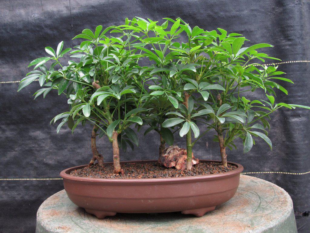 Hawaiian Umbrella Bonsai Tree Forest (5 Trees)