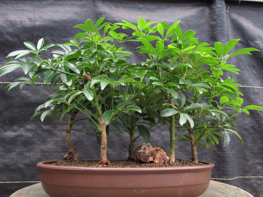 Hawaiian Umbrella Bonsai Tree Forest (5 Trees)