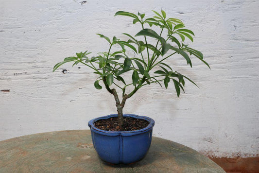 Hawaiian Umbrella Bonsai Tree (Small)