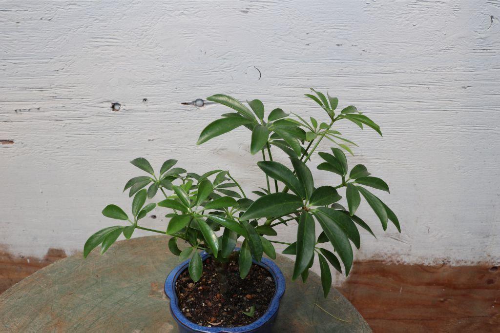 Hawaiian Umbrella Bonsai Tree (Small)