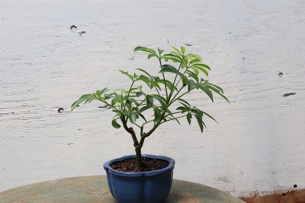 Hawaiian Umbrella Bonsai Tree (Small)