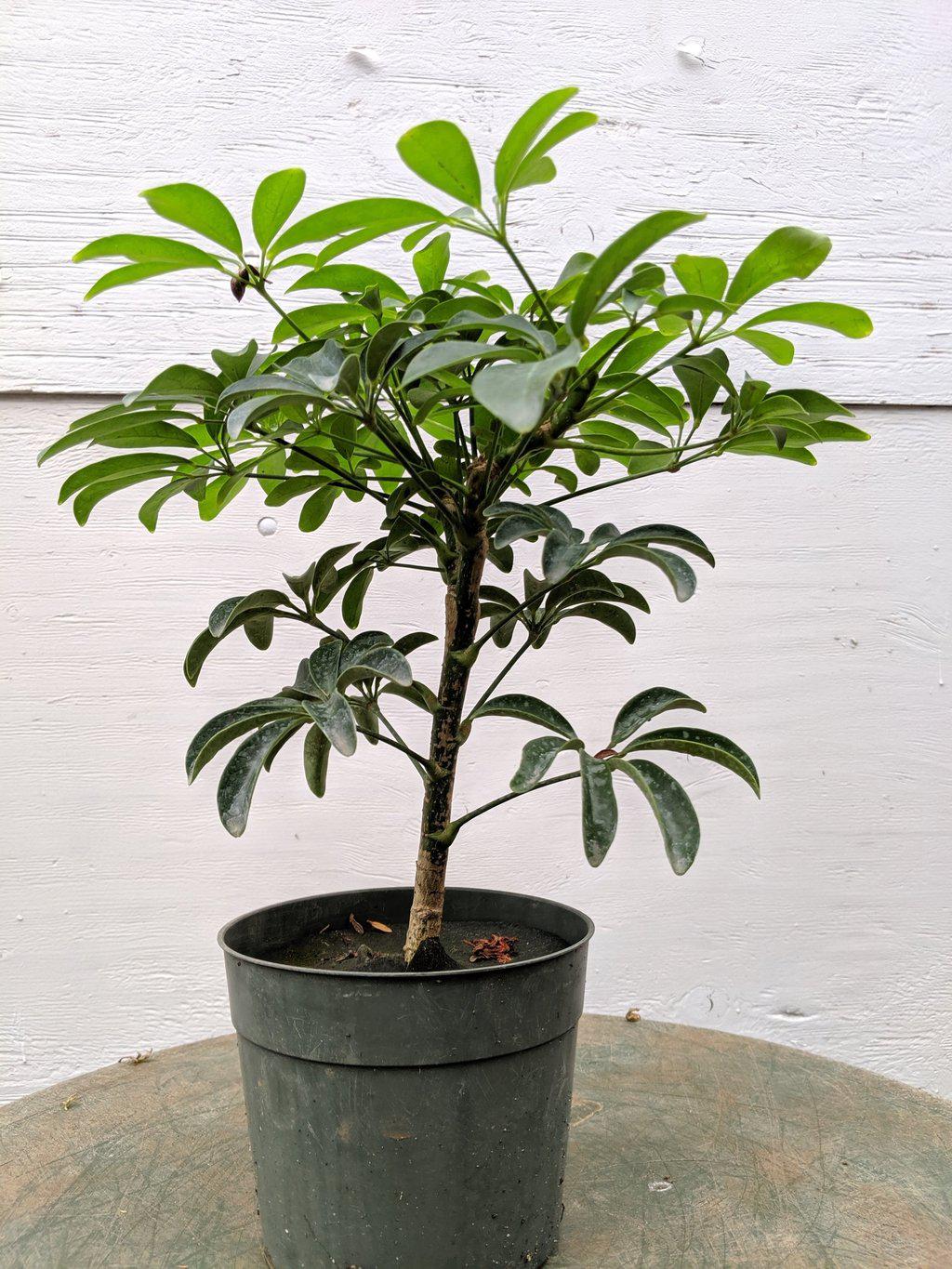 Hawaiian Umbrella Pre Bonsai Tree