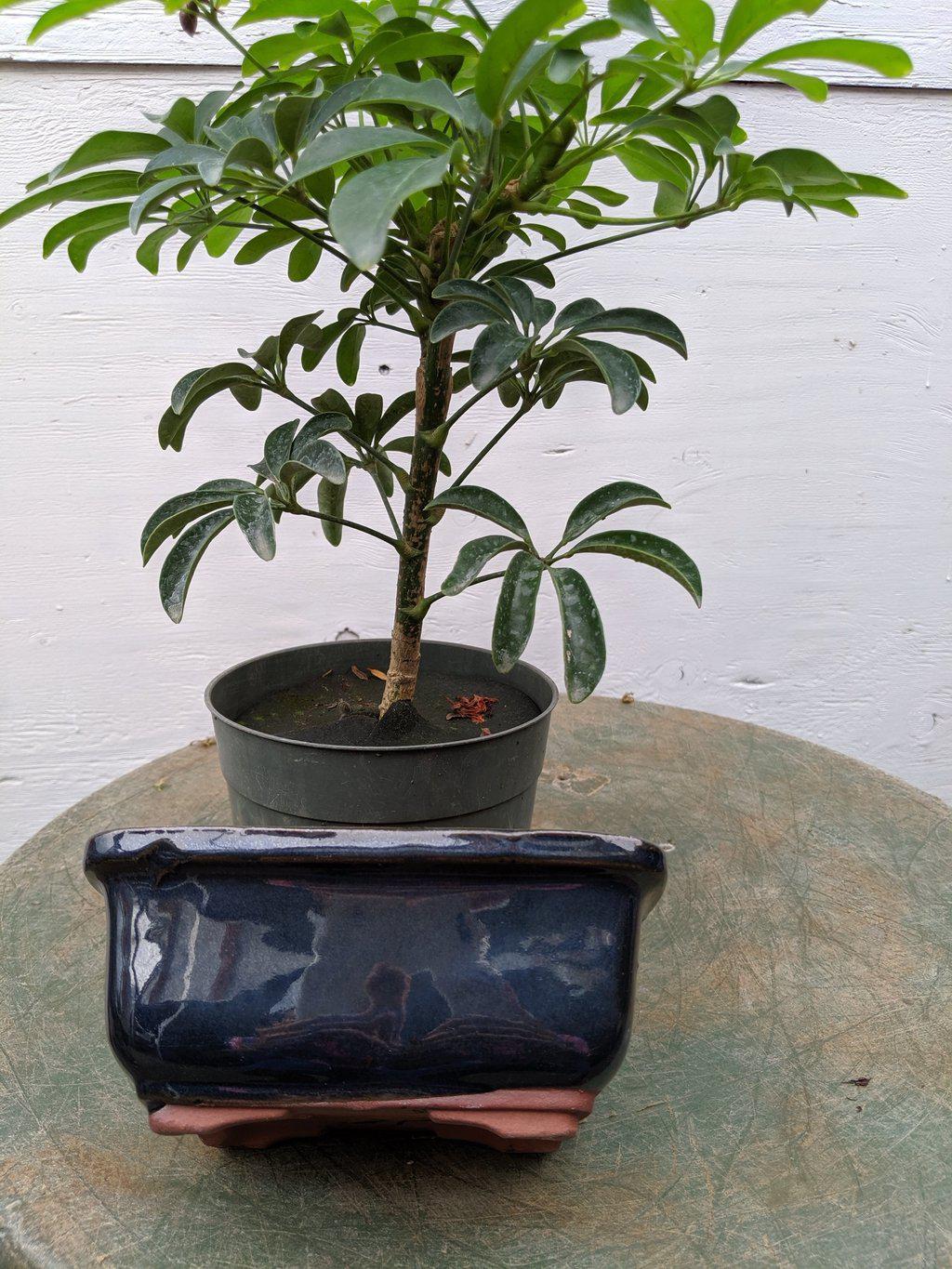 Hawaiian Umbrella Pre Bonsai Tree