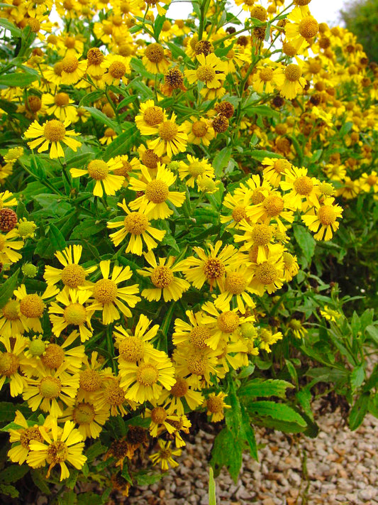 Common Sneezeweed