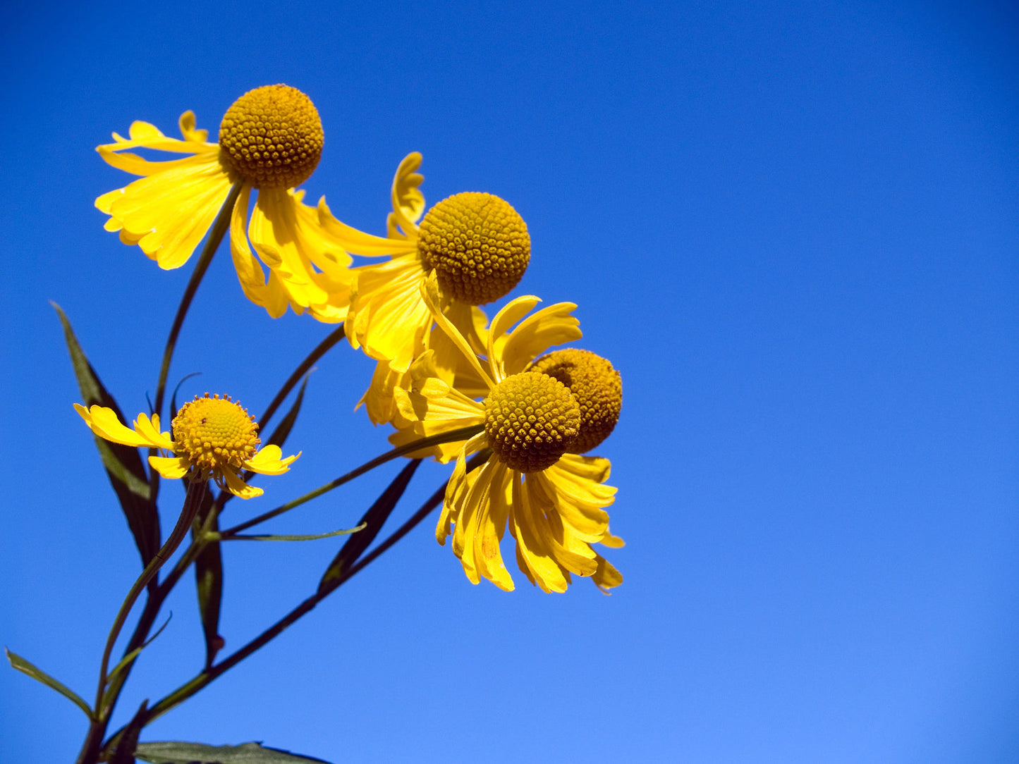 Common Sneezeweed