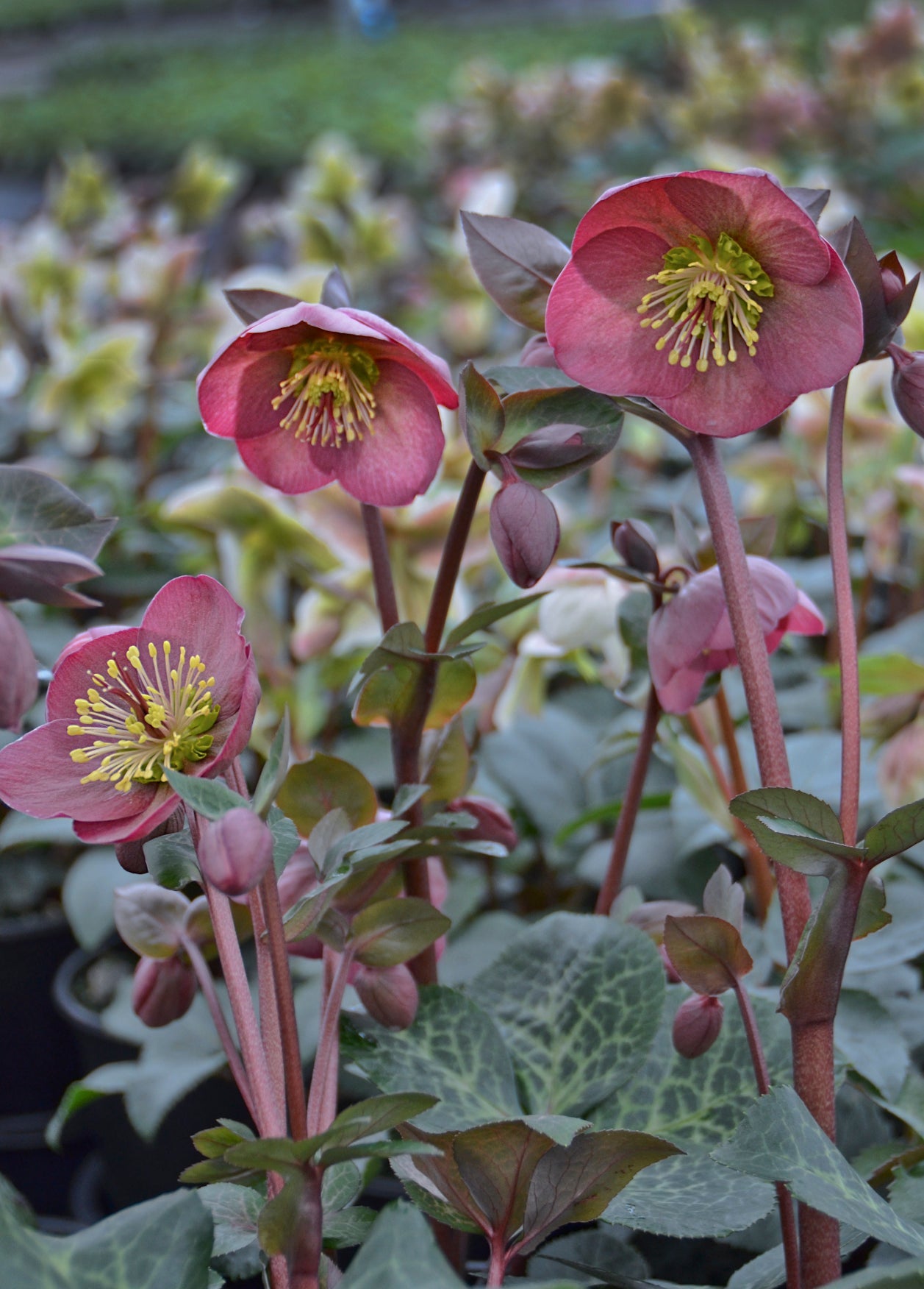 Pennys Pink Lenten Rose