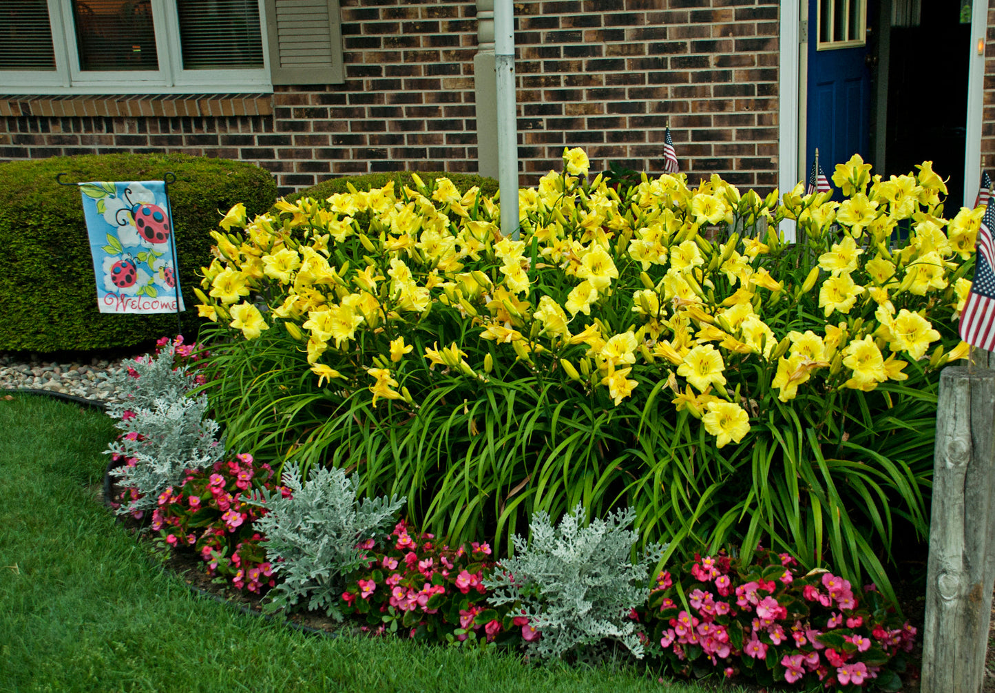 Going Bananas Daylily