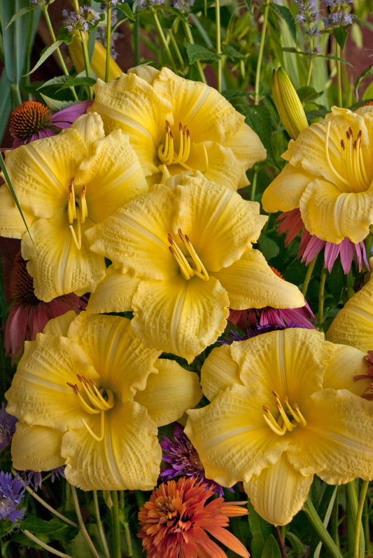 Going Bananas Daylily