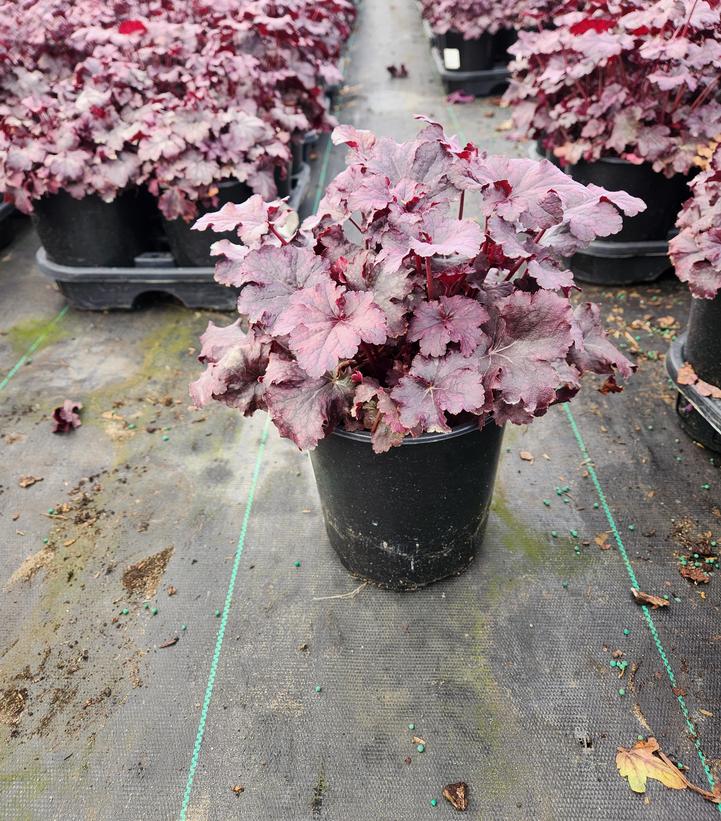 Plum Pudding Coral Bells