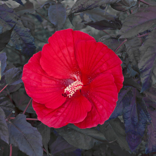 Midnight Marvel Rose Mallow