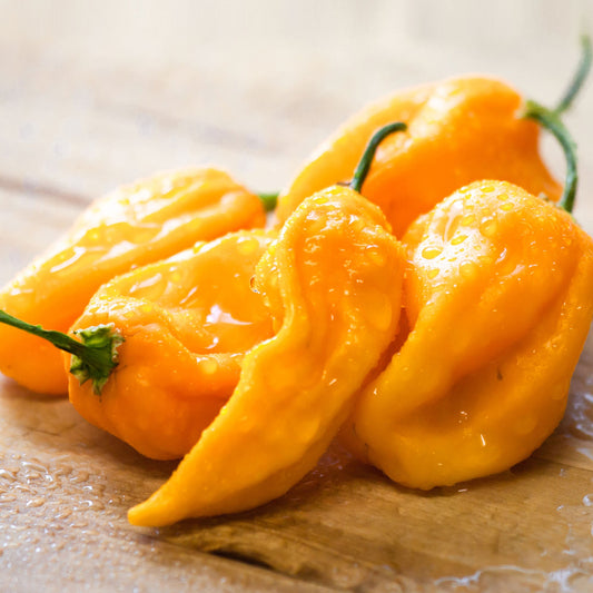 Habanero Sweet Yellow Pepper Seeds