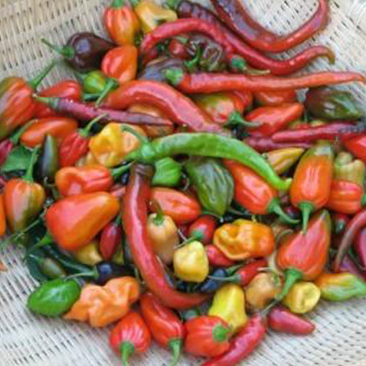 Hot and Happy Mix Pepper Seeds