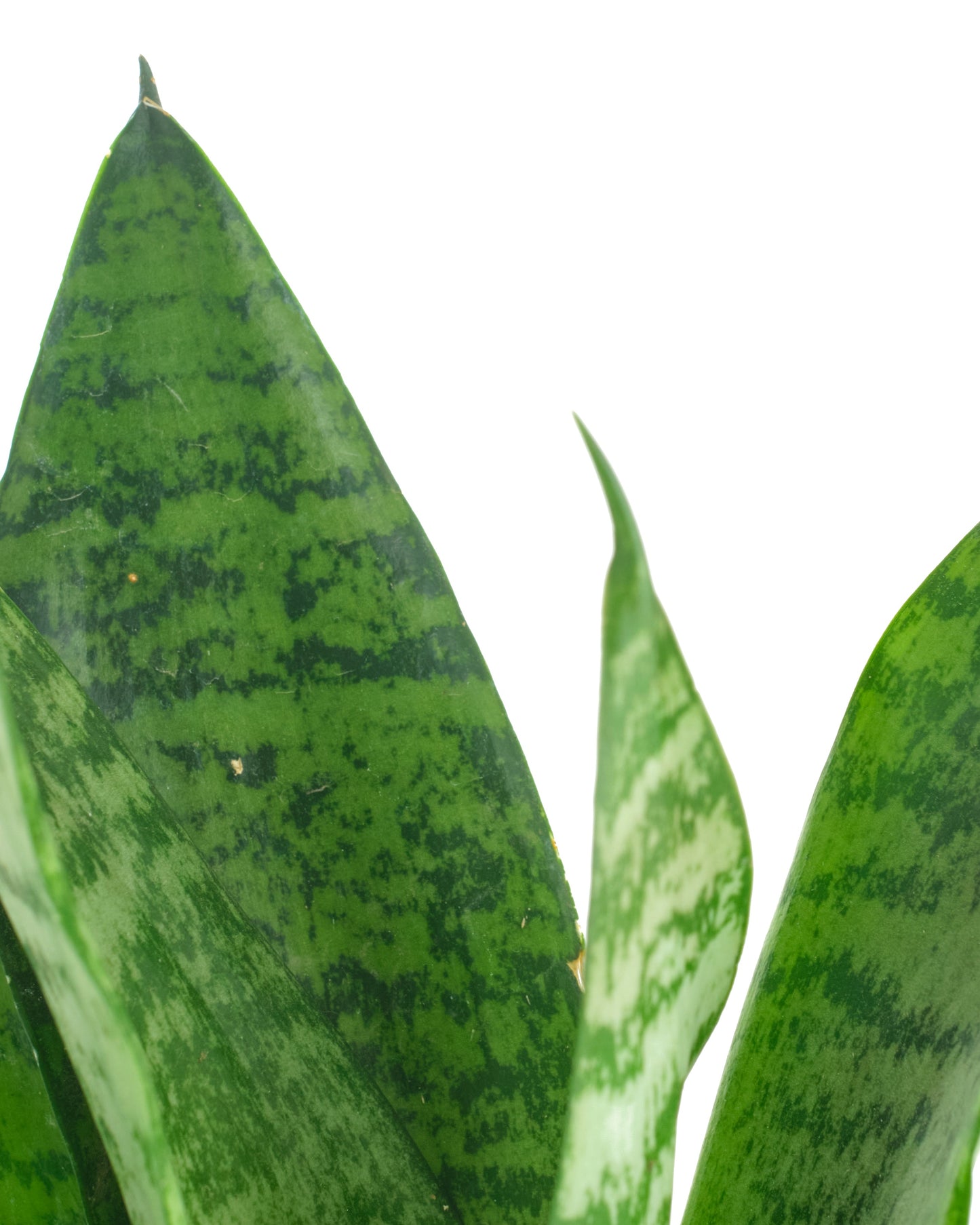 Sansevieria Zeylanica 'Bowstring'