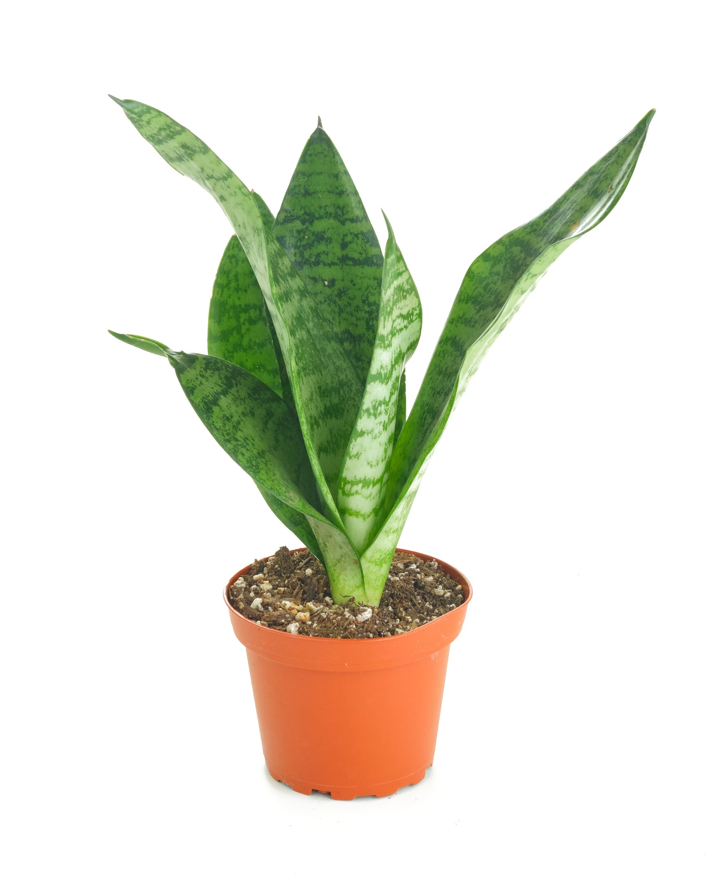 Sansevieria Zeylanica 'Bowstring'