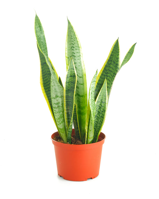 Sansevieria Laurentii 'Snake Plant'