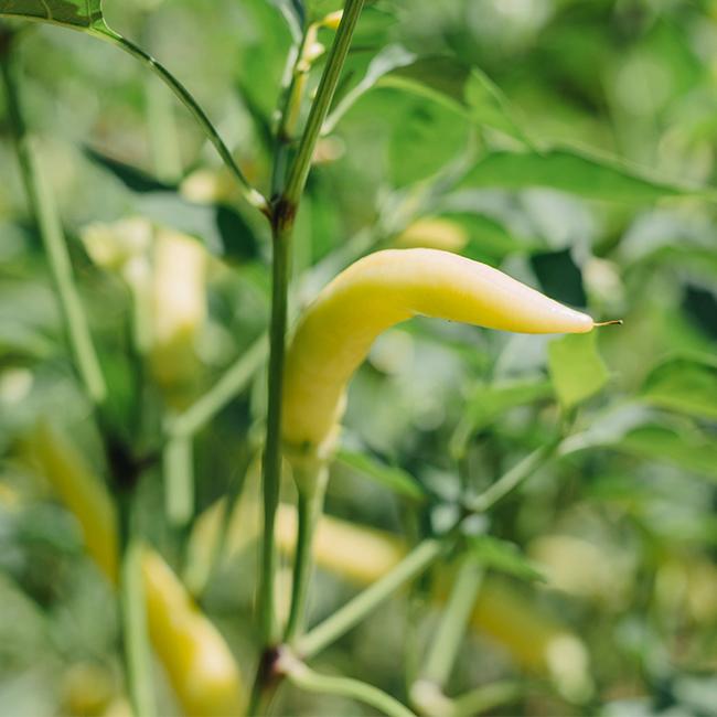 Hungarian Hot Wax Pepper Seeds