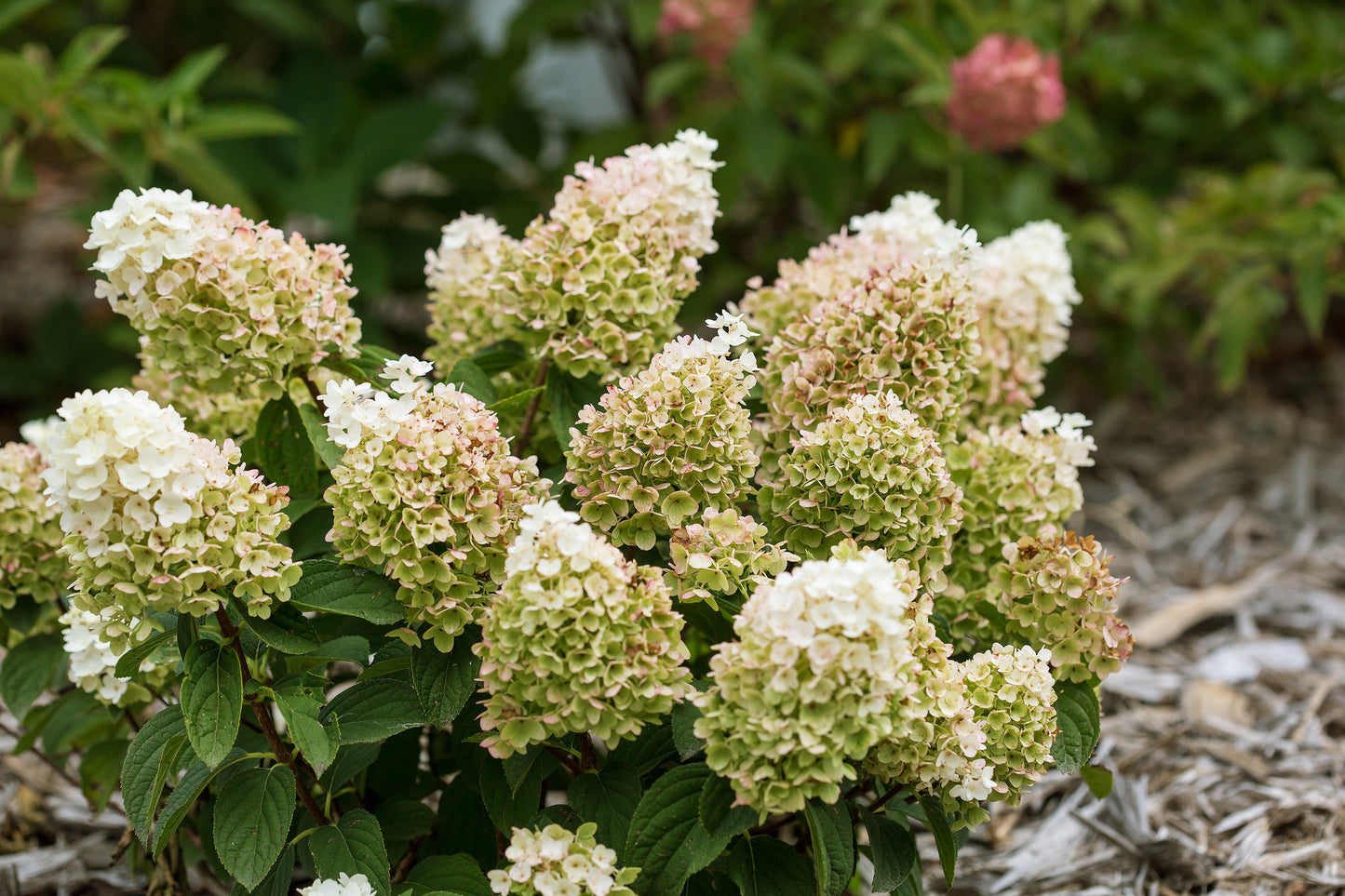 Little Hottie® Panicle Hydrangea