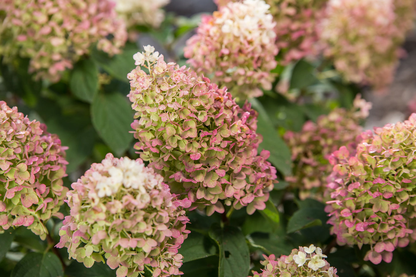 Little Hottie® Panicle Hydrangea