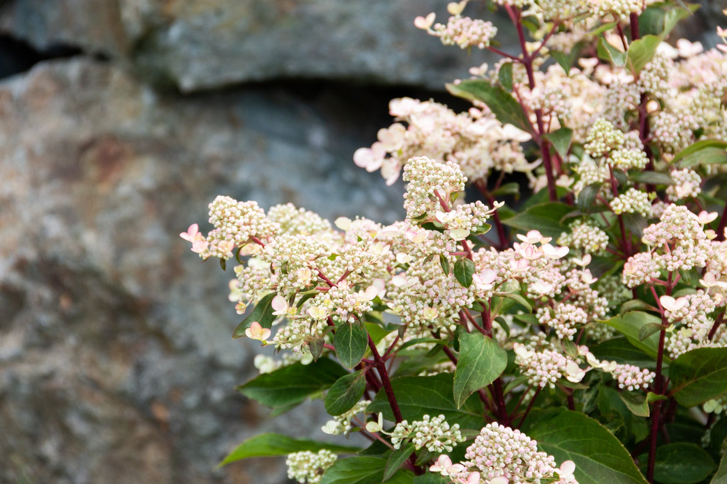 Torch™ Hardy Hydrangea