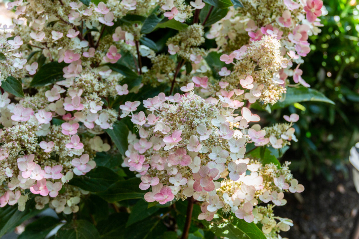 Torch™ Hardy Hydrangea