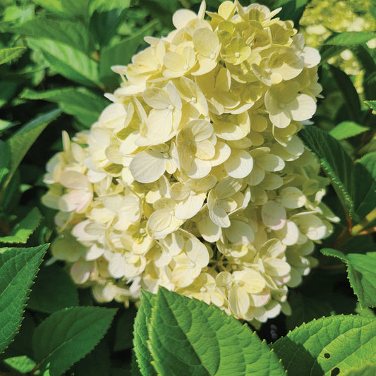 Little Lime Punch® Panicle Hydrangea - Tree