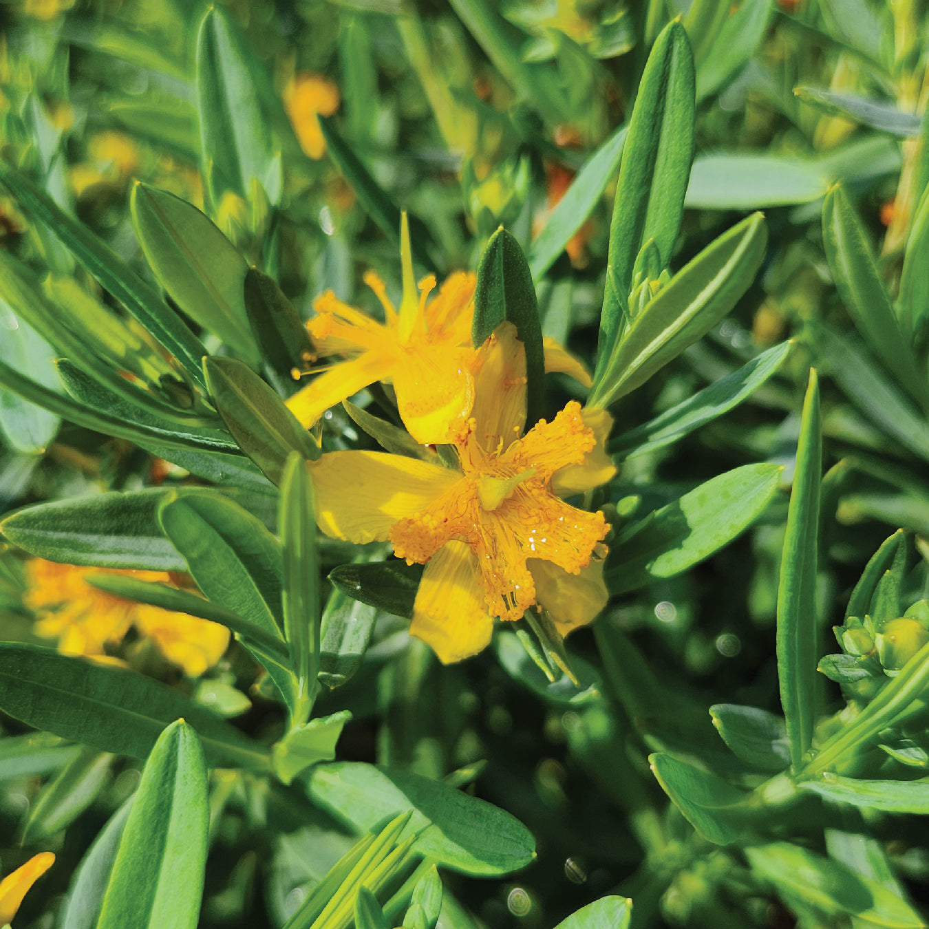 Cobalt-n-Gold™ St. John's Wort