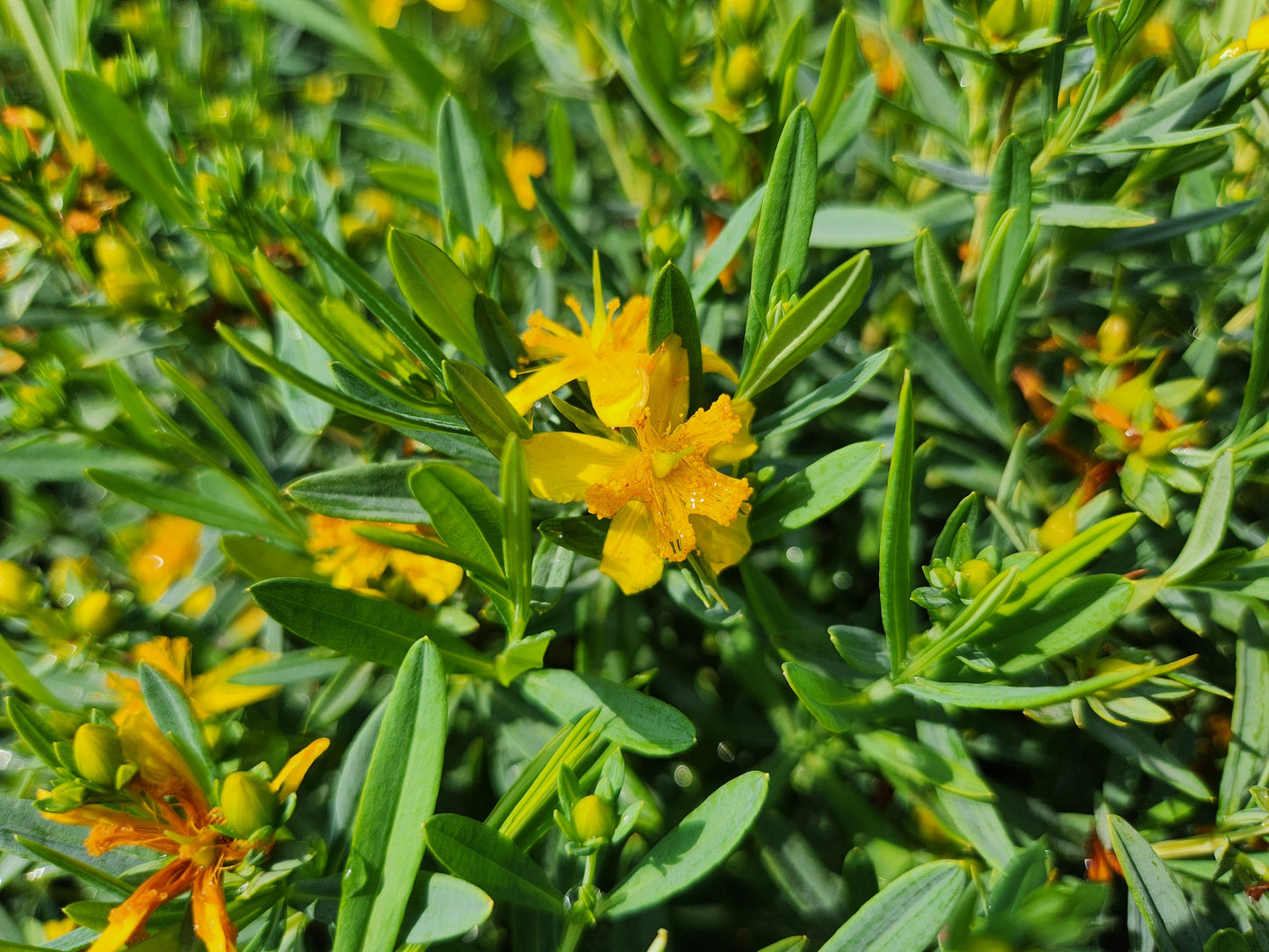 Cobalt-n-Gold™ St. John's Wort