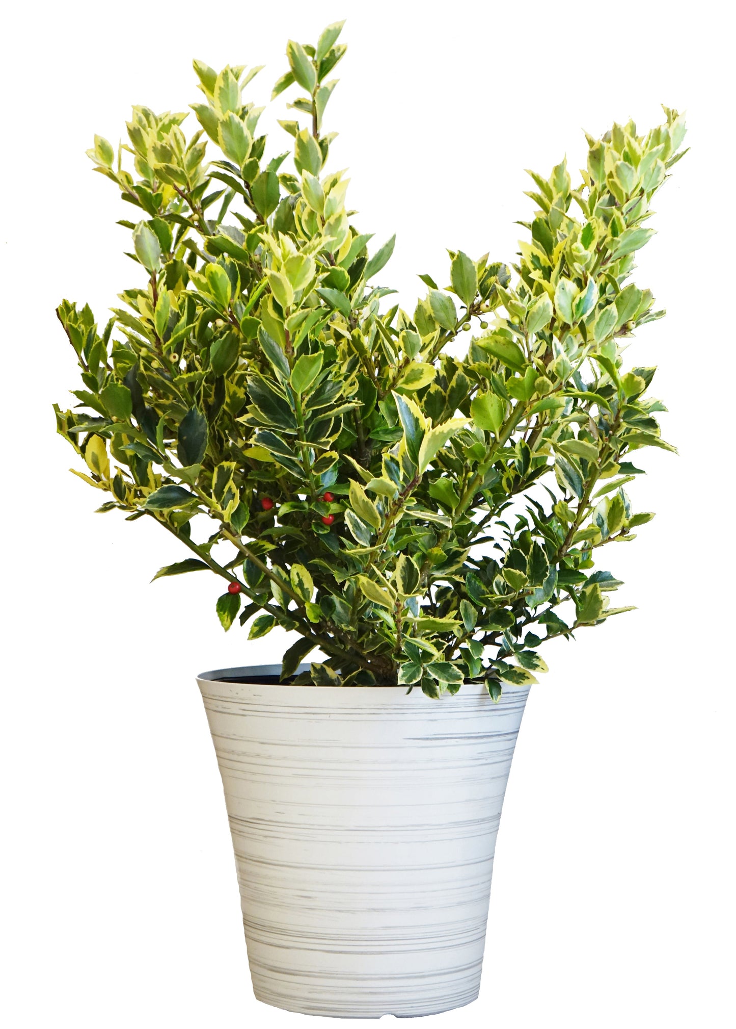 Honey Maid Holly - White Birch Holiday Pot