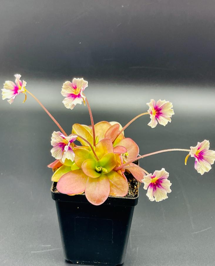 Pinguicula 'Razzberry Blonde' Rainbow Carnivorous Plants LLC