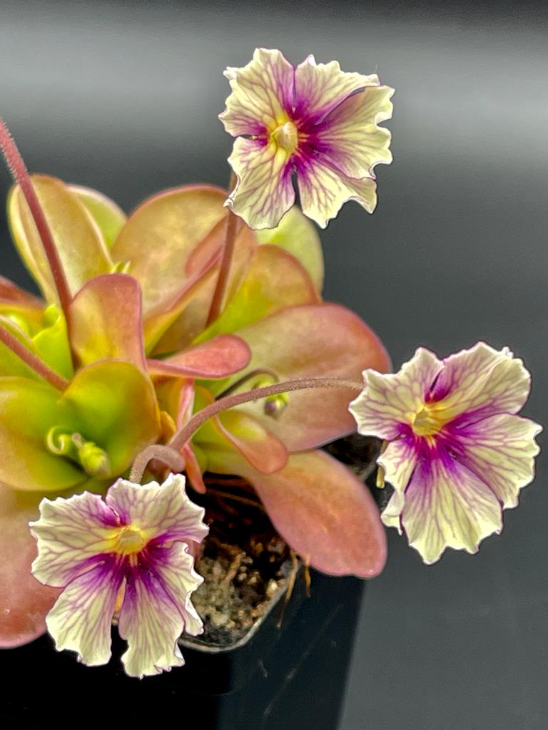 Pinguicula 'Razzberry Blonde' Rainbow Carnivorous Plants LLC