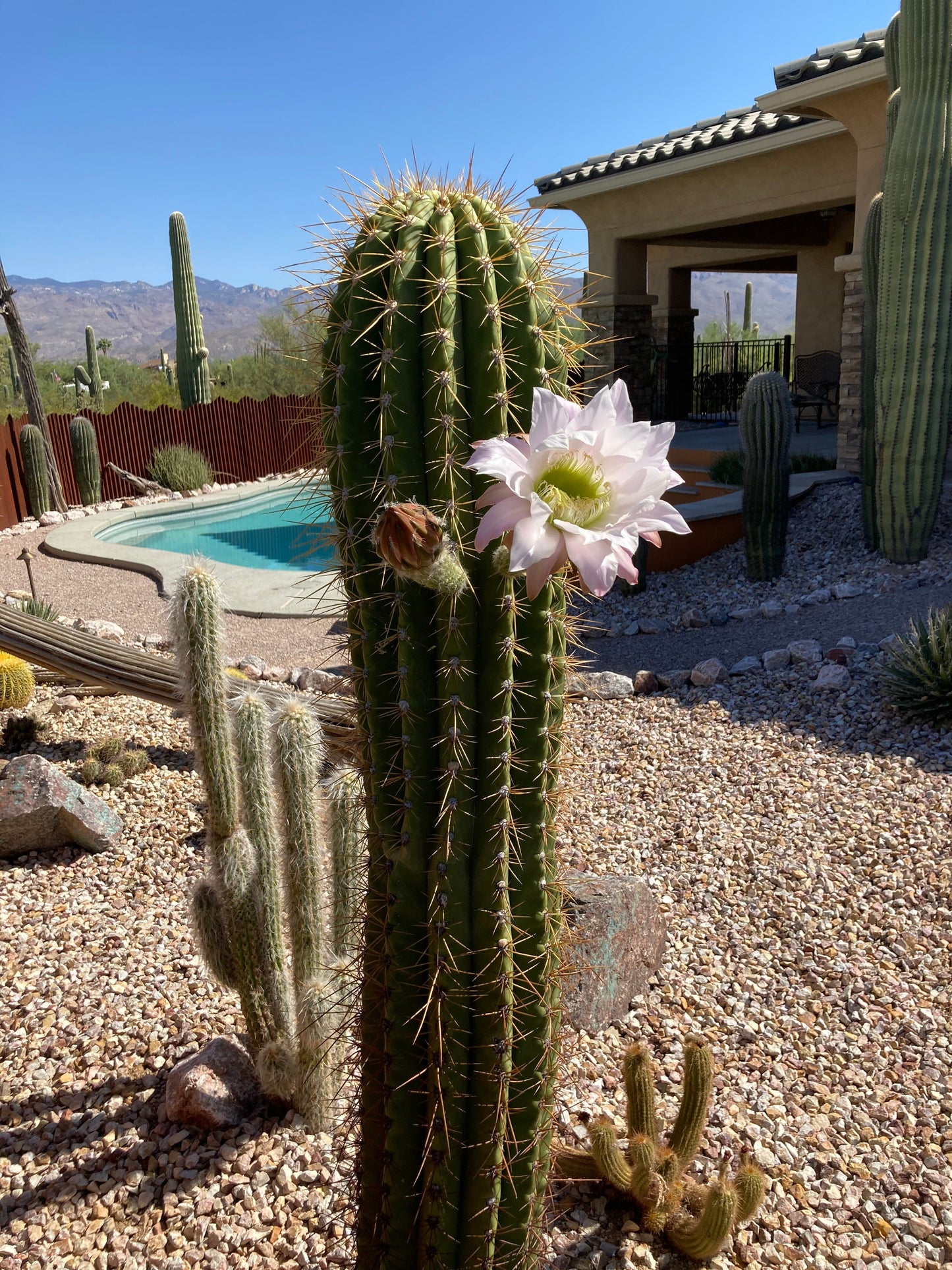 South American Saguaro