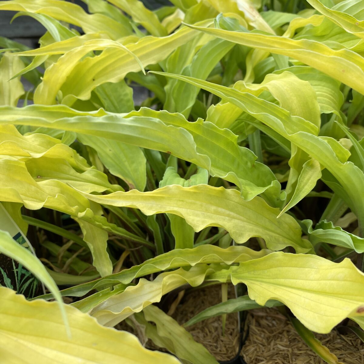 Hosta 'Curly Fries'