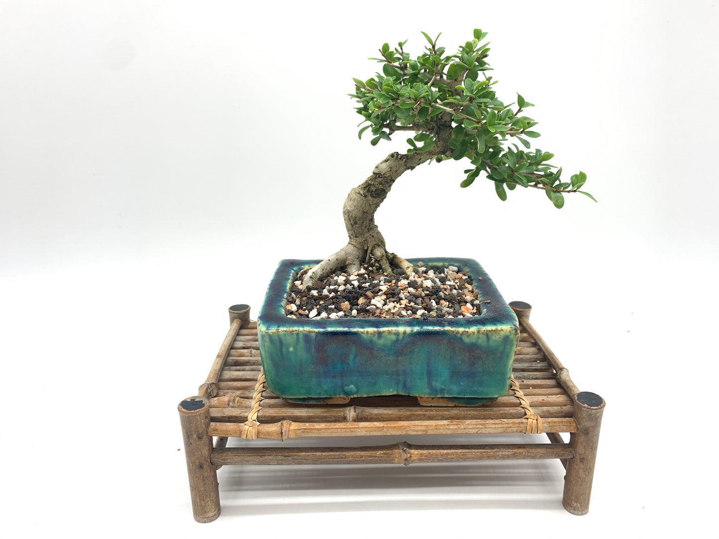 Shohin Bonsai Soil Mix