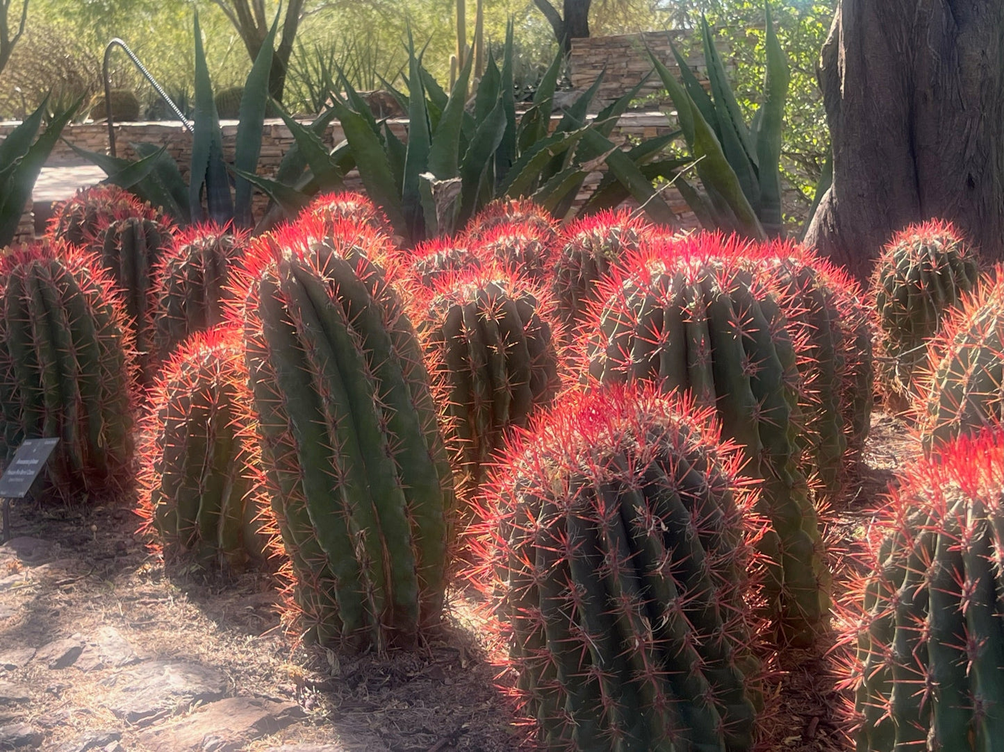 Ferocactus Pringlei