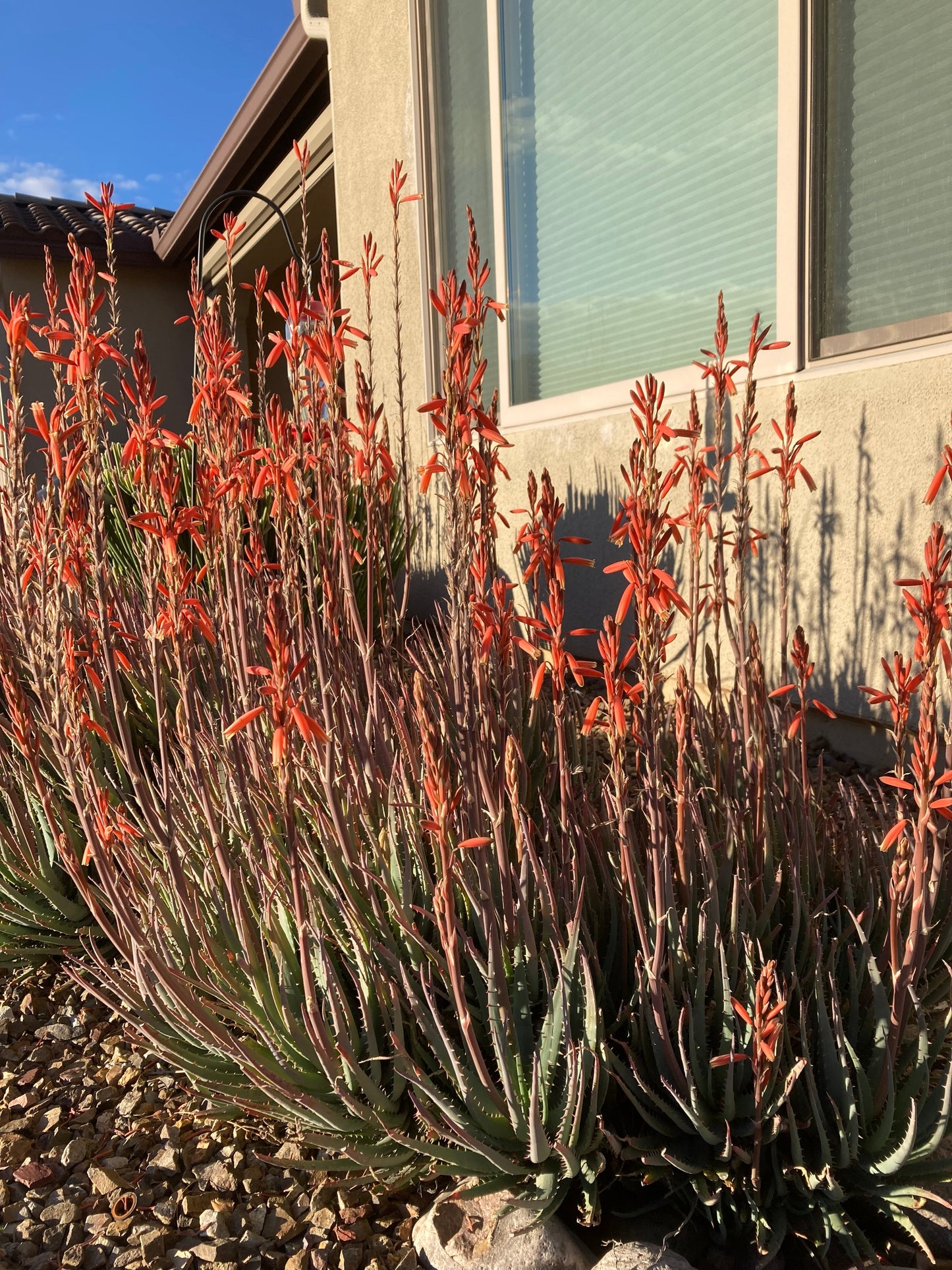 Aloe "Blue Elf"