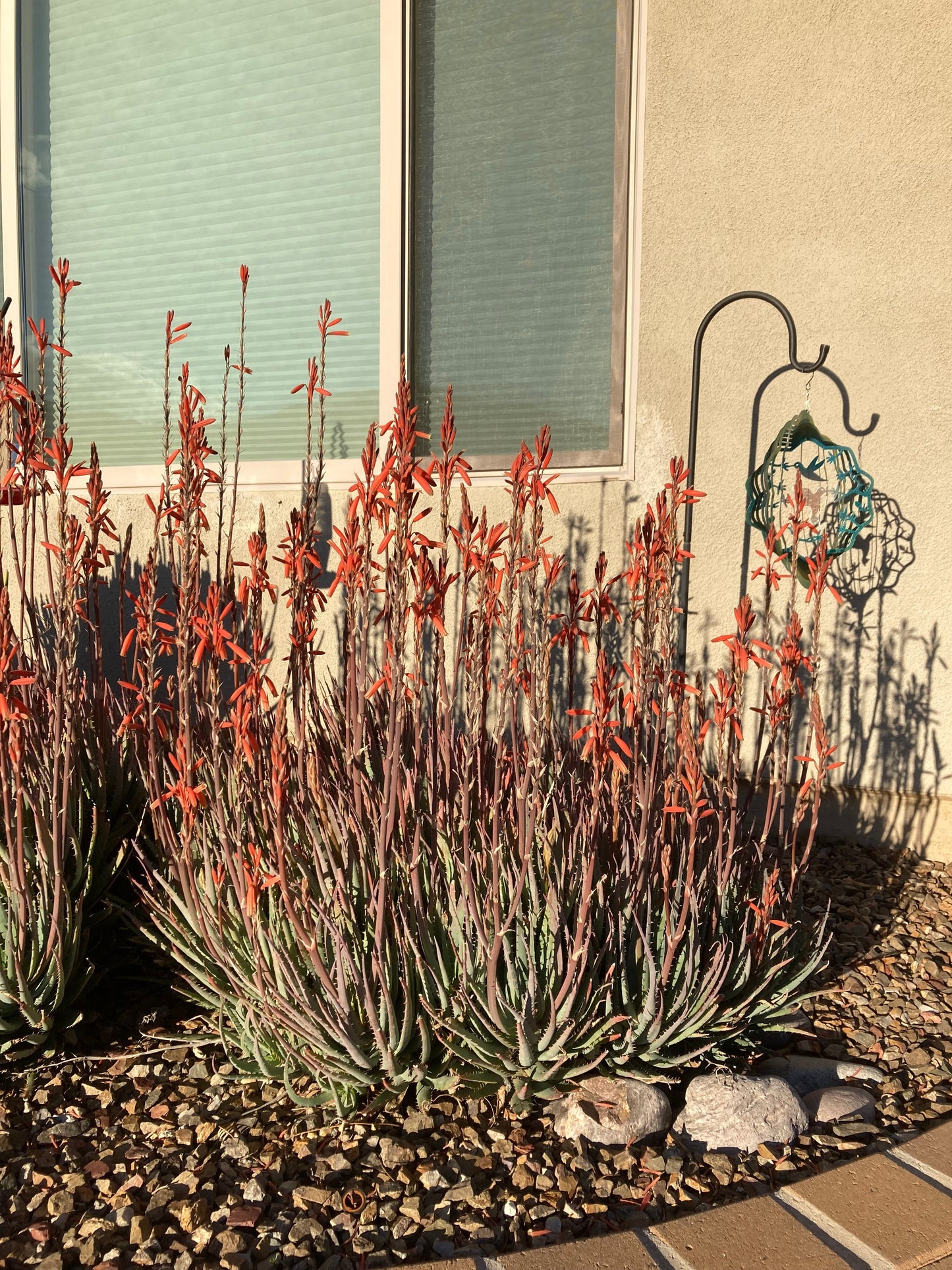 Aloe "Blue Elf"