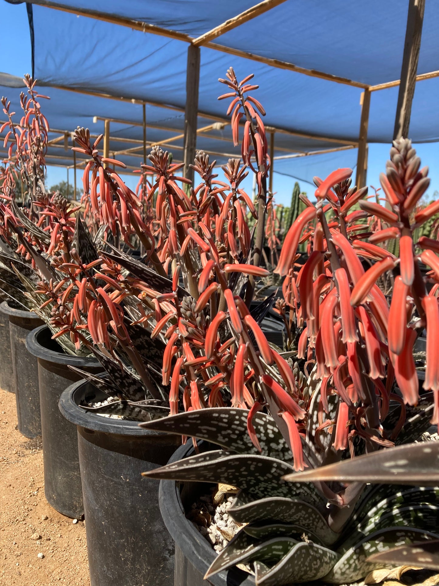 Partridge Breast Aloe