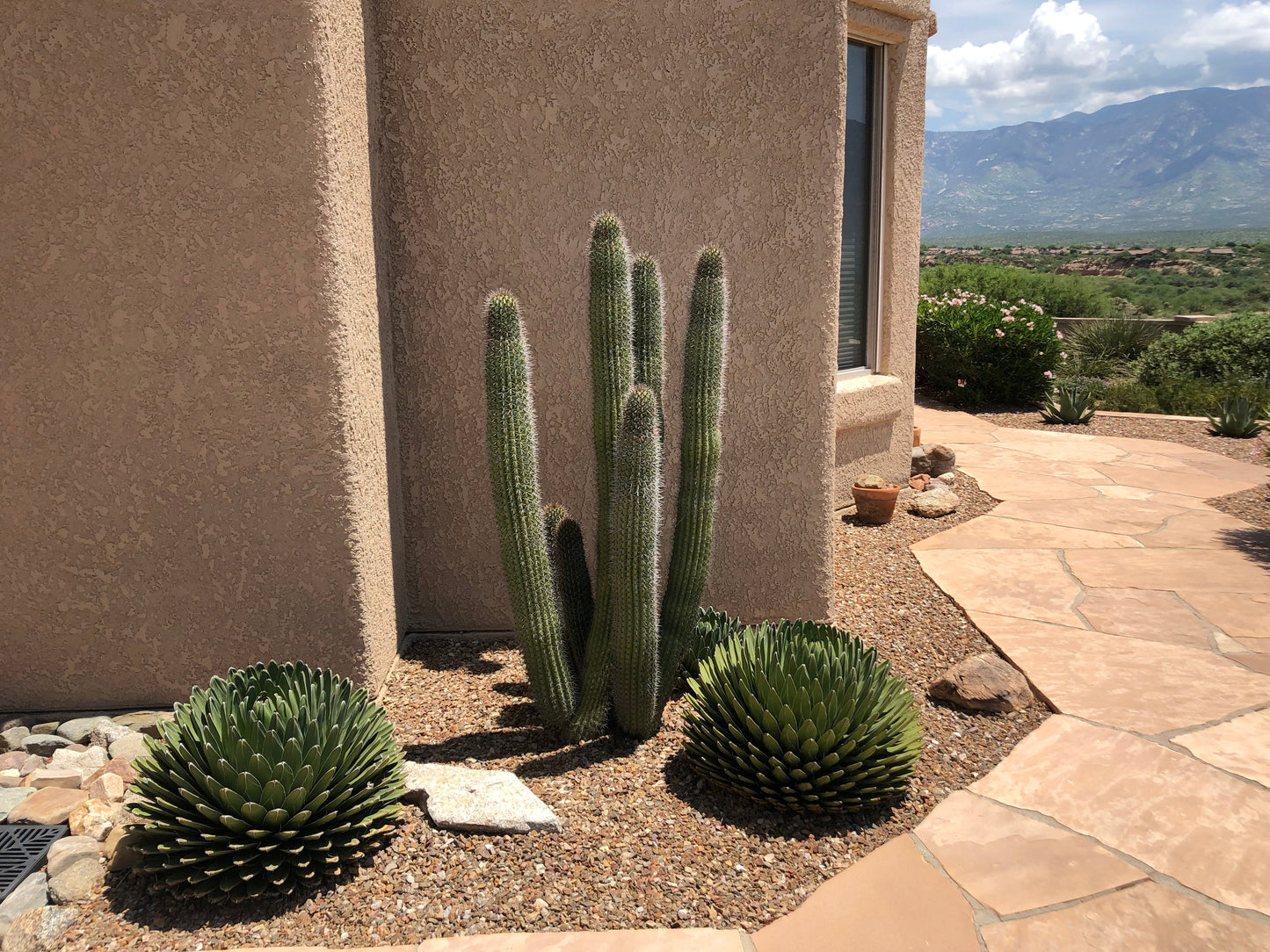 Organ Pipe